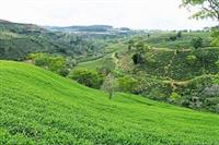 Khám phá Đồi chè Cầu Đất Đà Lạt - Điểm du lịch hấp dẫn năm 2020 Khám phá Đồi chè Cầu Đất Đà Lạt - Điểm du lịch hấp dẫn năm 2020